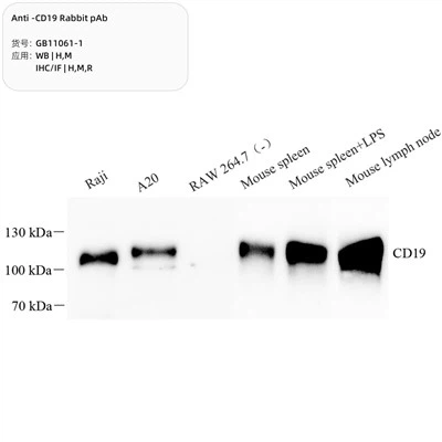 Pab cwningen gwrth-cd19
